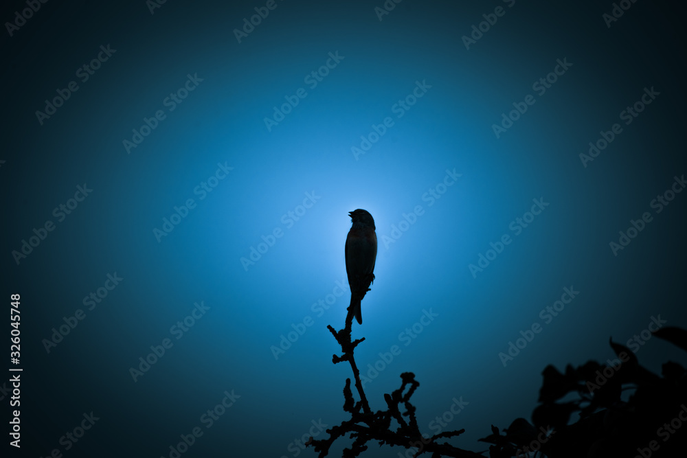 A beautiful dark silhouette of a small singing bird against the blue sky in the evening. Clean, monochromatic look. A beautiful dark silhouette of a small singing bird against the blue sky in the evening. Clean, monochromatic look.