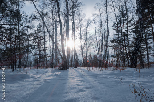 winter forest at sunset, natural Park