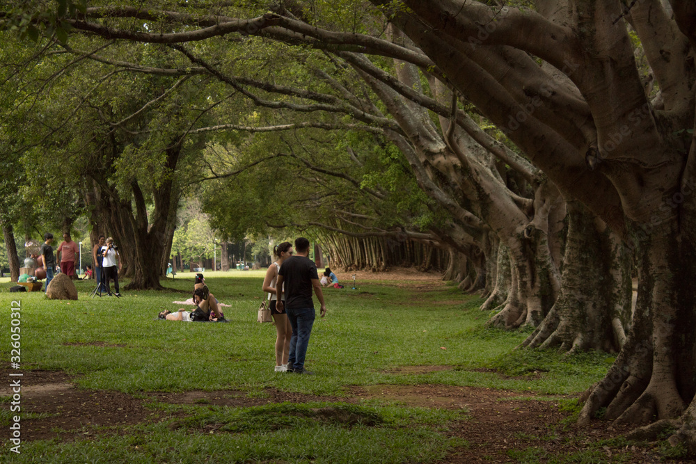 Fototapeta premium Trees