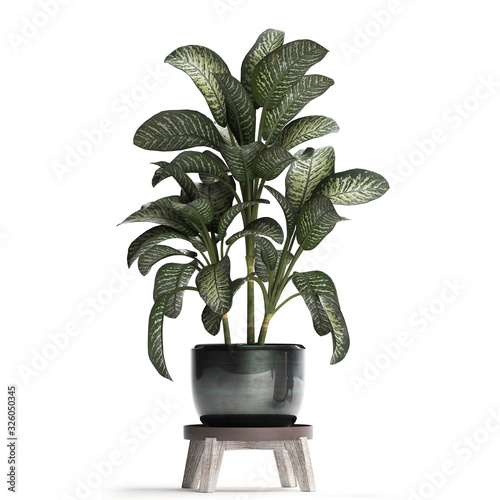 Dieffenbachia in pots on white background