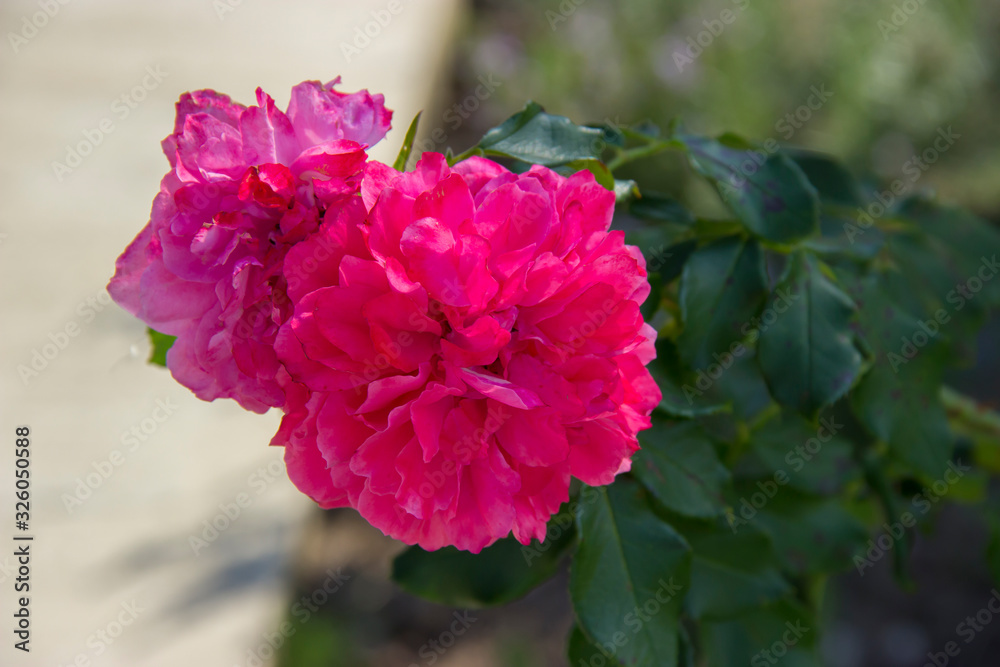 Fototapeta premium Beautiful large blooming red peony flowers in autumn.