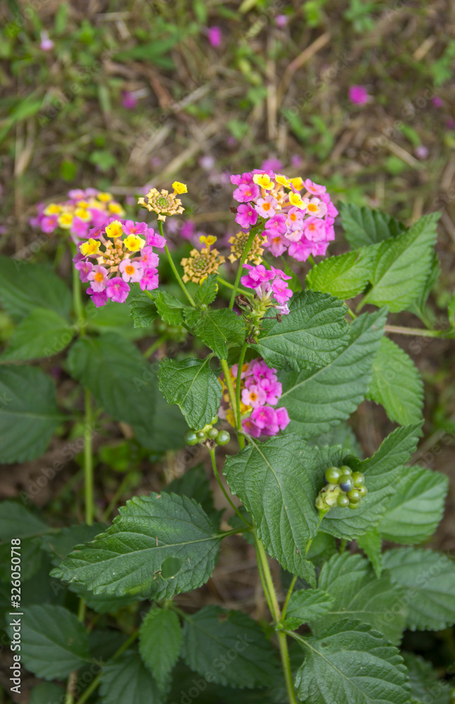 beautiful Lantana camara exotic tropical flower. plant that changes the color of its many flowers several times during flowering. distribution in tropical areas of America, Asia and Africa. beautiful Lantana camara exotic tropical flower. plant that changes the color of its many flowers several times during flowering. distribution in tropical areas of America, Asia and Africa.