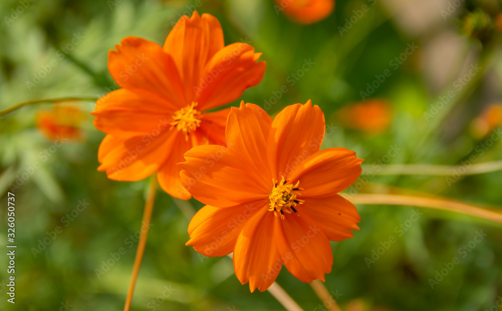 Cosmos sulphureus is a species of beautiful flowering plants, a decorative garden flower. bright yellow flowers on a grass backgroundMexican Aster is Common in Latin America. Cosmos sulphureus is a species of beautiful flowering plants, a decorative garden flower. bright yellow flowers on a grass backgroundMexican Aster is Common in Latin America.