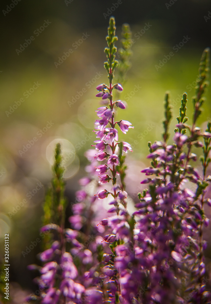 Obraz premium A beautiful flowers blooming in the summer garden. Backyard scenery of fresh flowers.