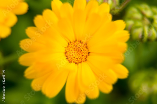 A beautiful flowers blooming in the summer garden. Backyard scenery of fresh flowers.