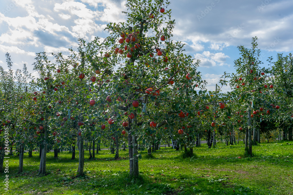 Fototapeta premium Sweet fruit apples growing on trees in Hirosaki ringo apple park ready for harvest in Hirosaki ,Aomori,Japan.