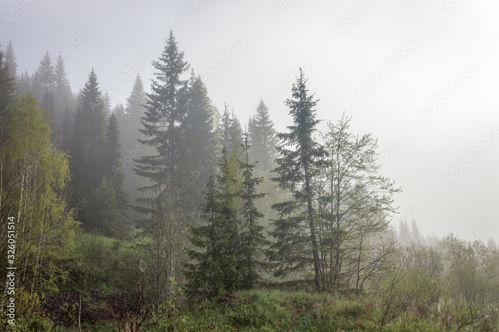 custom made wallpaper toronto digitalFoggy morning in the summer forest, Ural