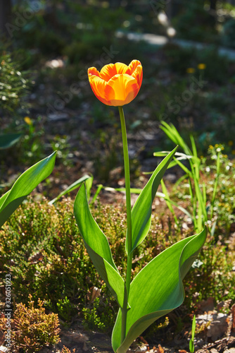 Spring. A red-yellow tulip blossomed in the park. Backlight photography