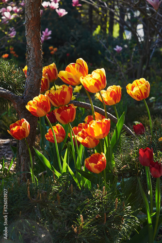 Spring. Red-yellow tulips bloomed in the park. Backlight photography