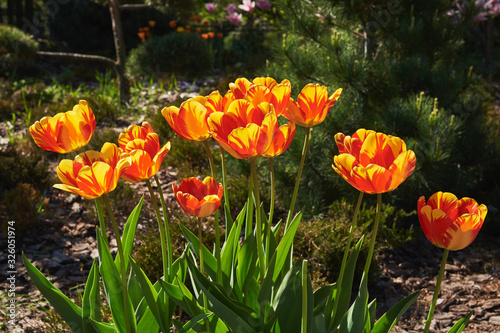 Spring. Red-yellow tulips bloomed in the park. Backlight photography