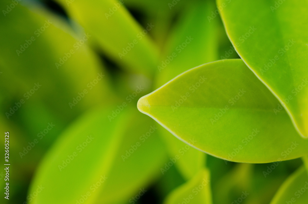 Green leaves blurred with the patterned blurry background. Green leaves blurred with the patterned blurry background.