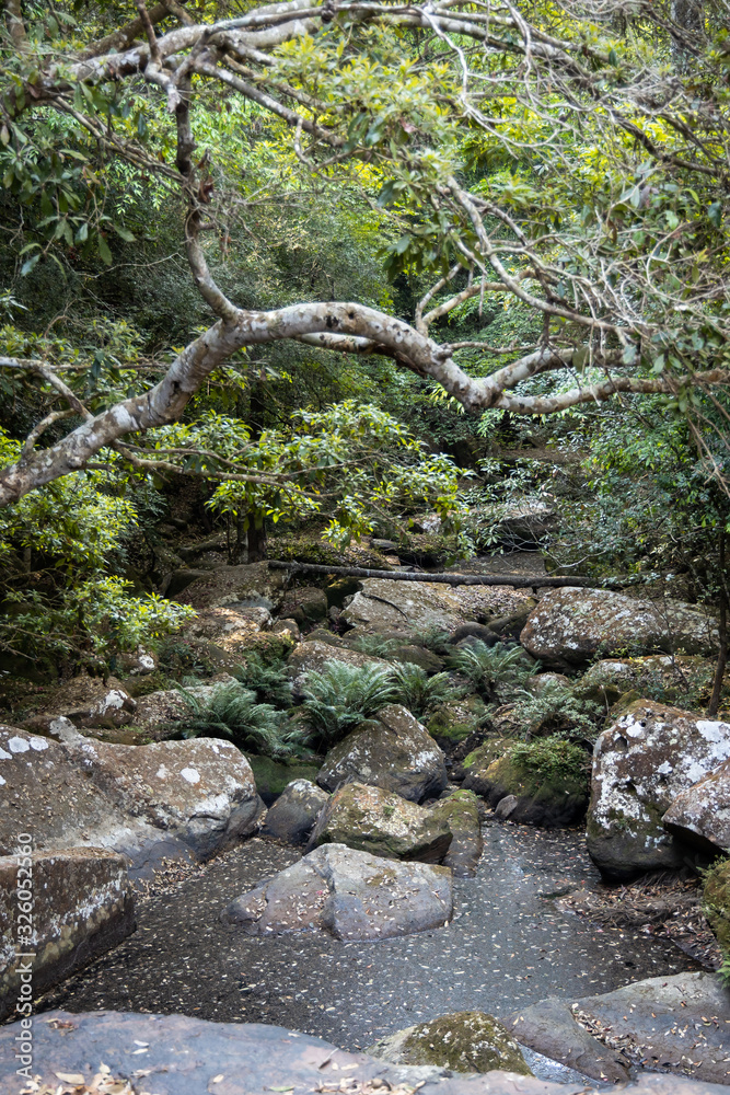 the waterfall in the summer forest. it as no water.