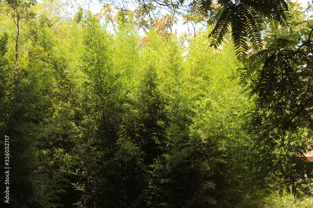 Fototapeta premium trees in the forest