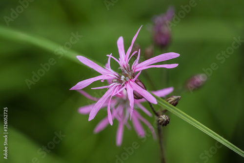 Ragged robin. Lychnis flos-cuculi