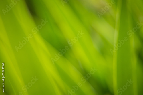 A beautiful close-up of a fresh green grass in the backyard. Spring scenery.