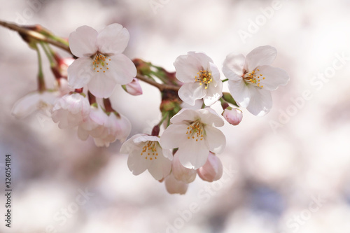 桜（ソメイヨシノ）	