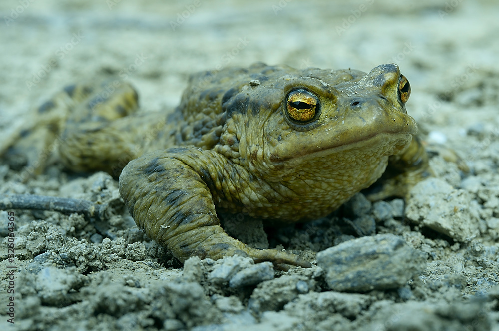 Obraz premium toad walking along the road