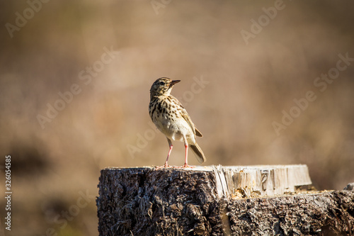 A beautiful song thrush in a forest clearing in spring. Beautiful scenery in the wild.