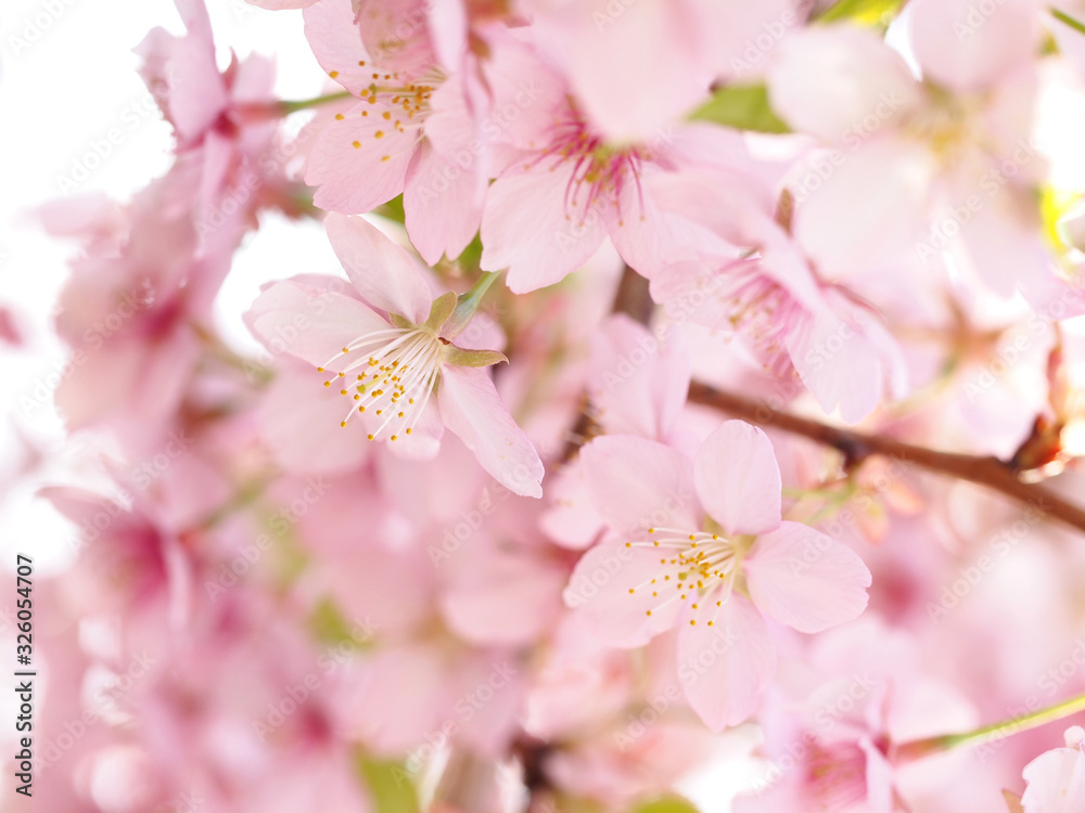 色鮮やかな大寒桜が満開な日本の春の風景