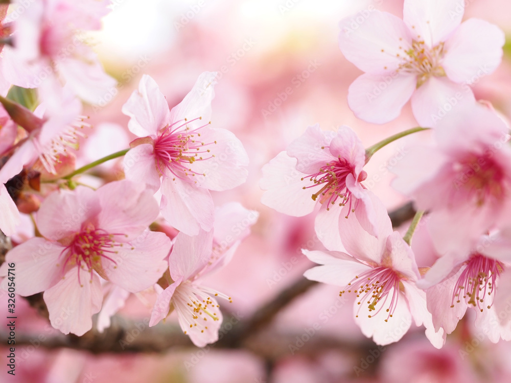 Obraz premium 満開の大寒桜の咲く日本の春の風景