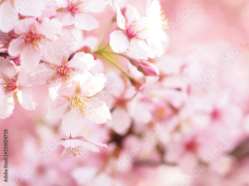 色鮮やかな大寒桜が満開な日本の春の風景