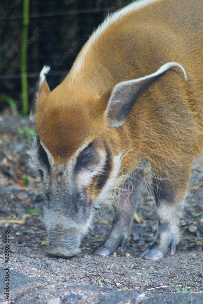 Red River Hog Red River Hog