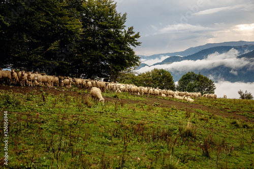 Flock of sheep on beautiful mountain meadow. photo