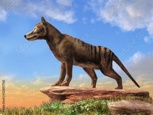 Thylacine was the largest carnivorous marsupial. Now extinct  the last known died in 1933 in Tasmania. Also known as a Tasmanian tiger or wolf. 3D Rendering