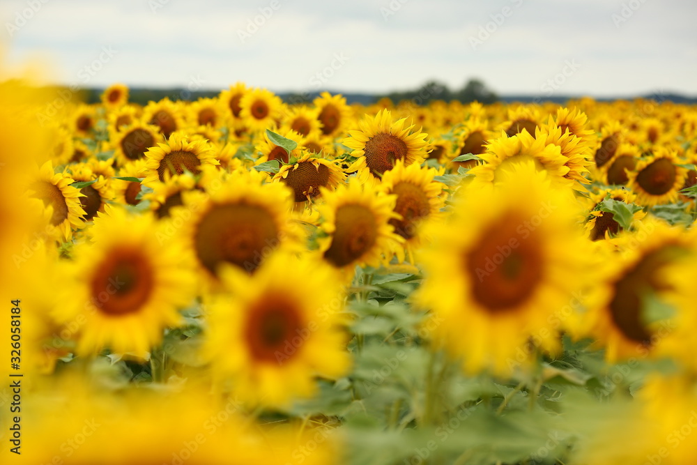 Fototapeta premium yellow sunflowers blossomed in the field, like the sun