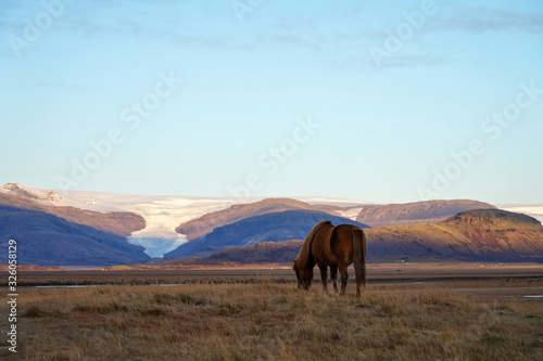 Icelandic horse eating grass on field with mountain and glacier view Iceland horizontal image