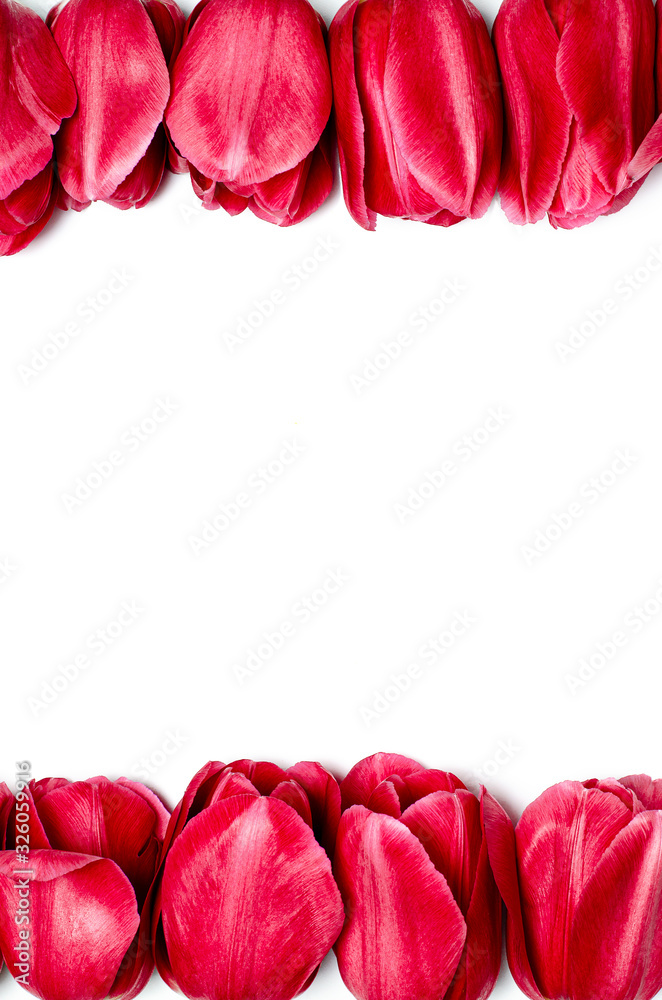 Many red tulips lie on a white background Many red tulips lie on a white background