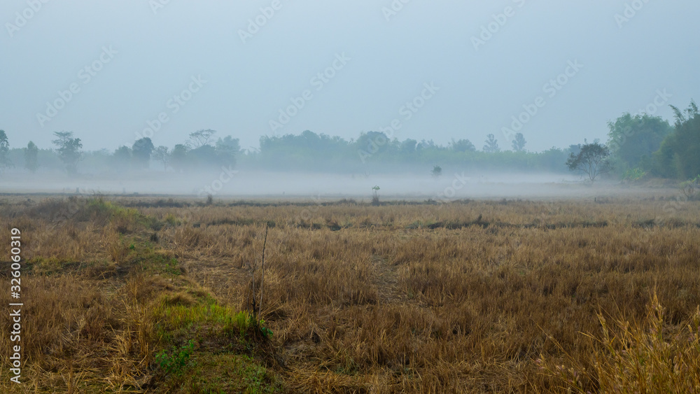 Foggy rice field in winter season before sunrise. Foggy rice field in winter season before sunrise.