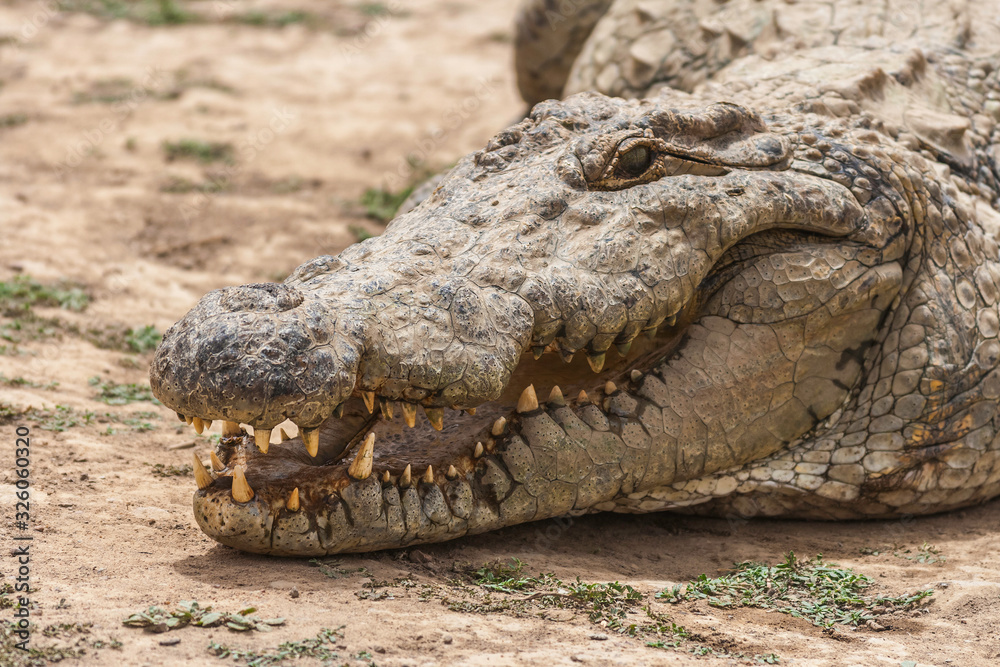 Fototapeta premium Close-up portrait of the head of an african crocodile (crocodylus succhus), Burkina Faso.