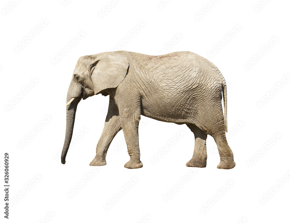 Elephant close up. Grey elephant isolated on white background. Elephant close up. Grey elephant isolated on white background.