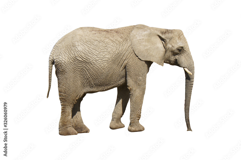 Elephant close up. Grey elephant isolated on white background.