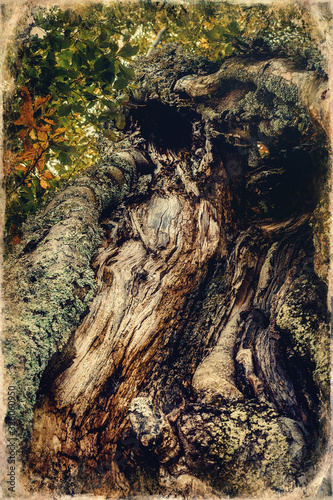 trunk of old tree, beech tree, old photo effect.