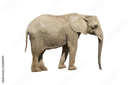 Elephant close up. Grey elephant isolated on white background. © Lunnaya