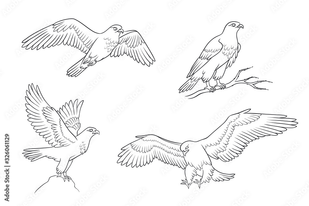 Set of falcons in contours - vector illustration Set of falcons in contours - vector illustration