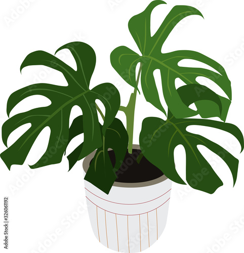 Illustration of Monstera ornamental plants