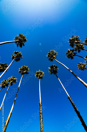 View from below of a grouping of giant green palm trees in the summer blue sky in Santa Barbara, California on the boardwalk near the pier, vertical image