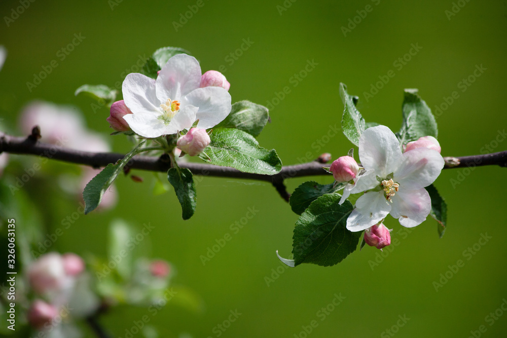 Apple tree branch with delicate white flowers on a blurred background of green lawn Apple tree branch with delicate white flowers on a blurred background of green lawn
