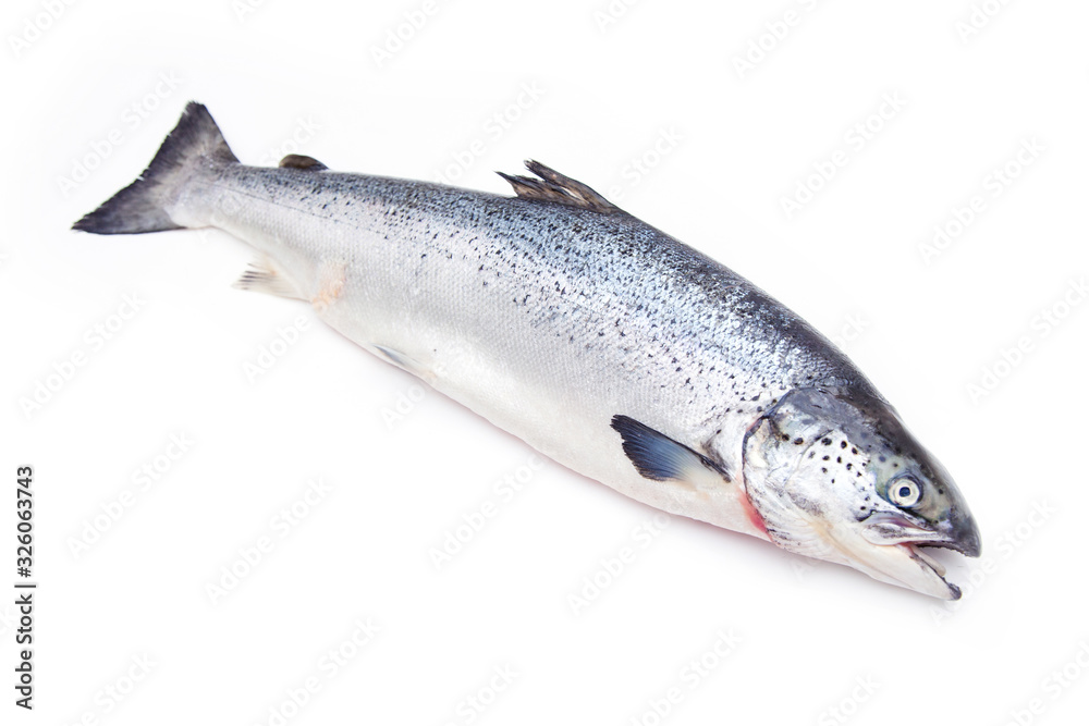 Altantic Slamon fish isolated on a white studio background. Altantic Slamon fish isolated on a white studio background.