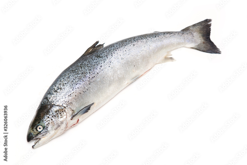 Altantic Slamon fish isolated on a white studio background. Altantic Slamon fish isolated on a white studio background.
