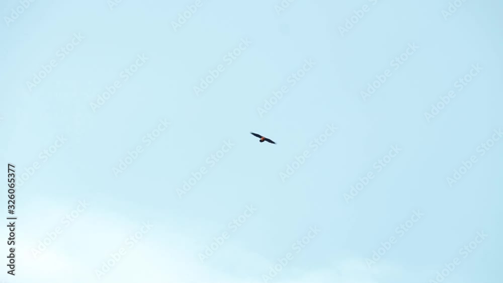 eagle flies in the sky eagle flies in the sky