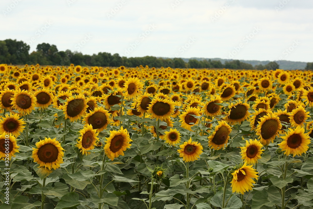 Obraz premium sunflower, field, flower, yellow, sky, summer, nature, agriculture, sunflowers, sun, green, plant, blue, landscape, leaf, blossom, farm, bright, meadow, sunny, rural, growth, beauty, beautiful, crop, 