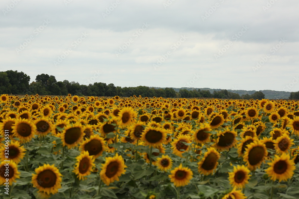 Fototapeta premium sunflower, field, flower, yellow, sky, summer, nature, agriculture, sunflowers, sun, green, plant, blue, landscape, leaf, blossom, farm, bright, meadow, sunny, rural, growth, beauty, beautiful, crop,