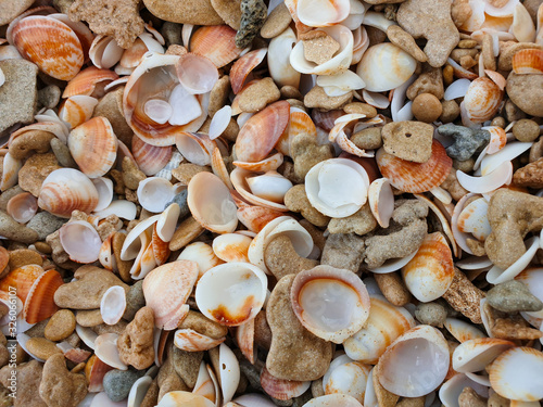 Brown White seashells and sea rocks background