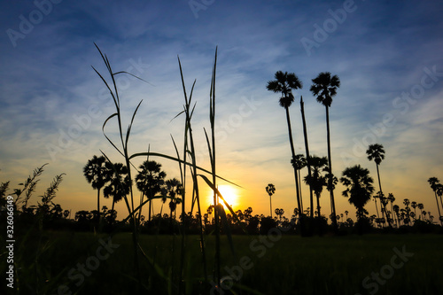 Silhouette coconut palm tree at sunset. nature outdoor photography. wallpaper of nature.