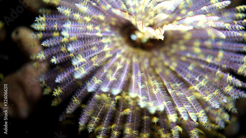 Feather duster worms, classified as segmented worms, extend their tentacles to capture plankton. photo
