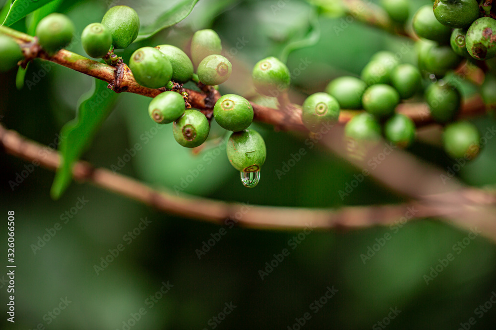 Coffee cherries. Coffee beans on coffee tree, branch of a coffee tree with ripe fruits with dew. Concept Image. Coffee cherries. Coffee beans on coffee tree, branch of a coffee tree with ripe fruits with dew. Concept Image.